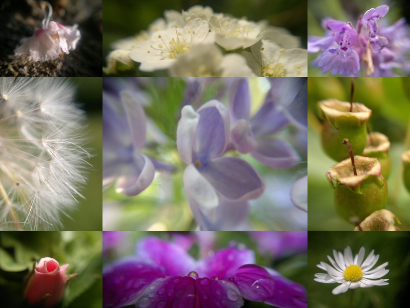 Blumenmakros 12
